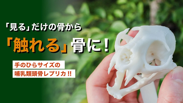 見るだけの骨から、触れる骨へ｜手のひらサイズの哺乳類頭骨レプリカ