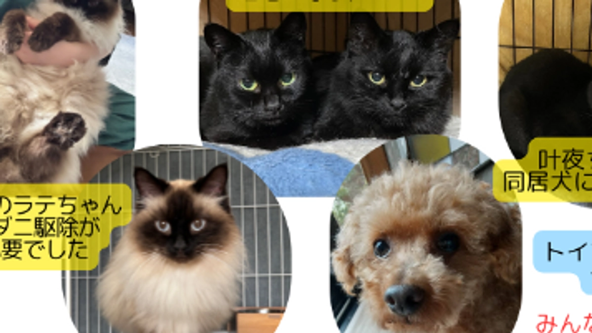 保護依頼続々と！