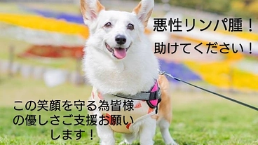 愛犬クルミのリンパ腫治療の為に皆様の優しさ、ご支援お願いします。 のトップ画像