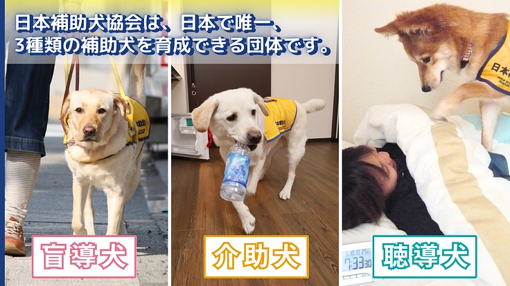 ほじょ犬育成応援プロジェクト2025｜一人でも多く寄り添えるように 4枚目