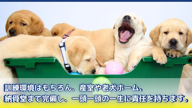 ほじょ犬育成応援プロジェクト2025｜一人でも多く寄り添えるように 6枚目