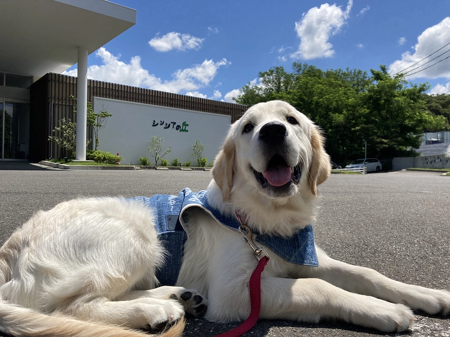 5月31日（土）パピーホームボランティア説明会（オンライン）を開催します！