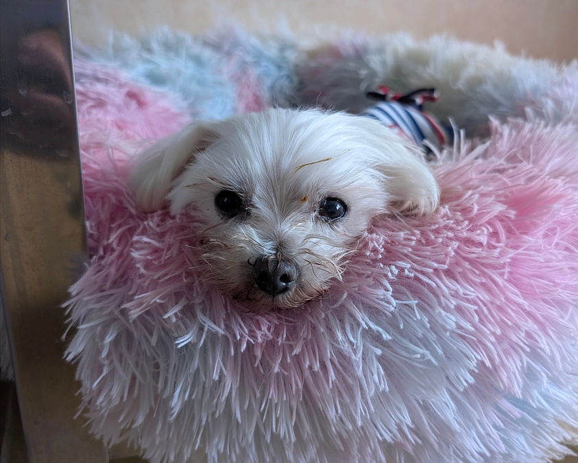 シェルターの活動報告