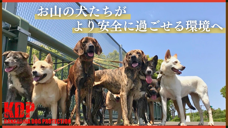 深刻な劣化が進むドッグランを大改修!KDPシェルター修繕【第二弾】