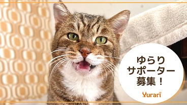 1匹でも多くの猫を幸せにしたい！│ゆらりマンスリーサポーター のトップ画像