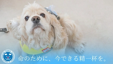SORA小さな命を救う会｜救える命を諦めない！保護犬に適切な医療を のトップ画像