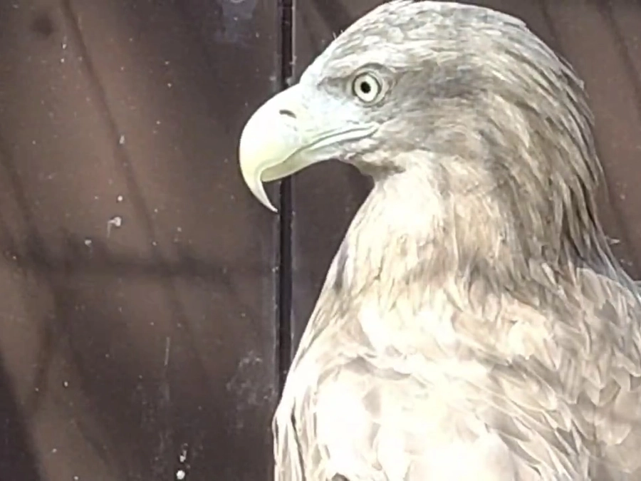 体調不良により食が落ちたオジロワシに活魚を給餌！