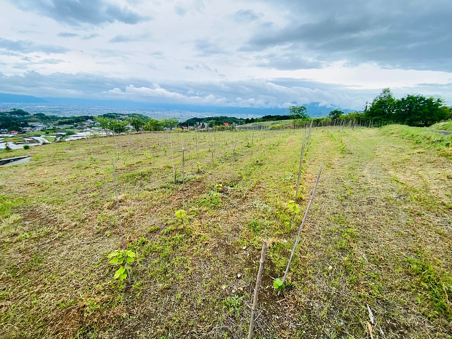 絶景ぶどう畑の様子ご報告と、仲間のご応援お願い
