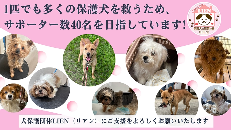 保護犬たちの命を救い幸せへと繋ぎ続ける｜リアン継続サポーター募集 3枚目