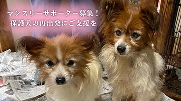保護犬たちの命を救い幸せへと繋ぎ続ける｜リアン継続サポーター募集 のトップ画像