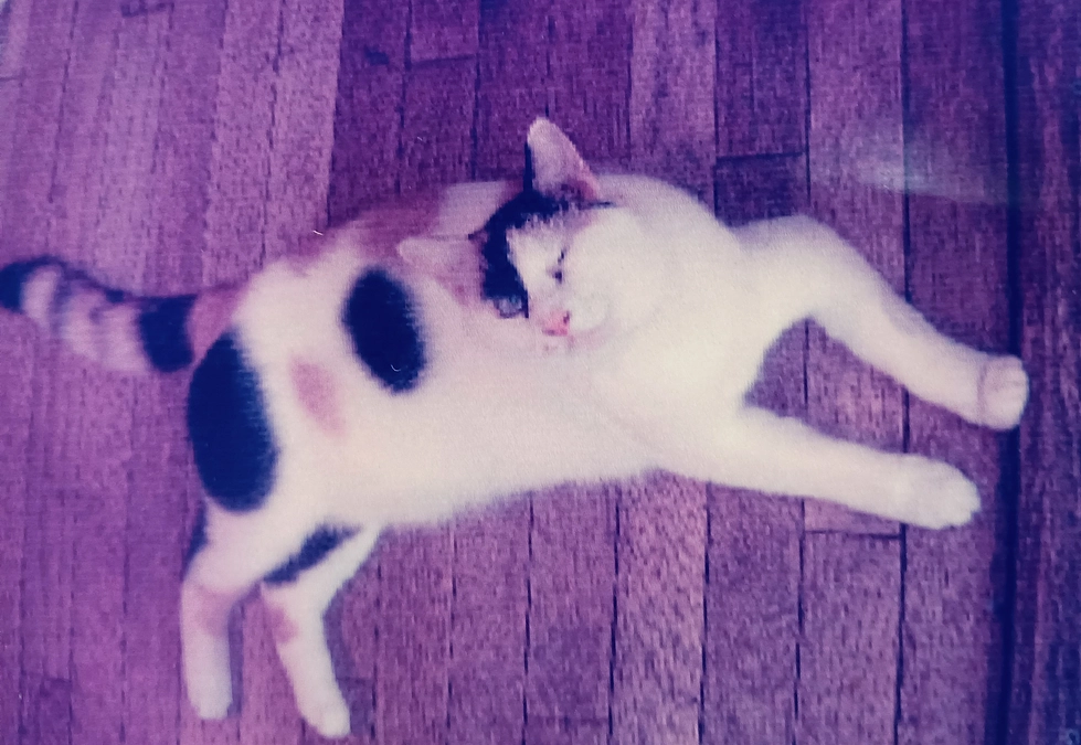 里親さんから幸せ便り