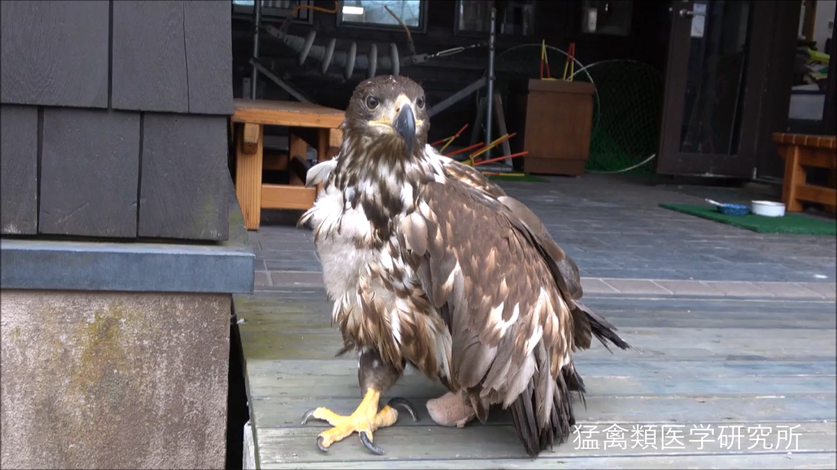 ちとせちゃん 足の傷はだいぶ安定。そろそろ次のステップへ！