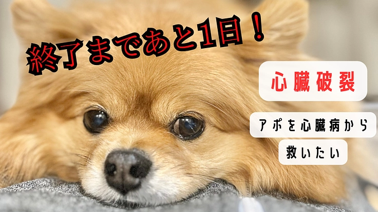 心臓病【僧帽弁閉鎖不全症】アポに生きるチャンスをください！