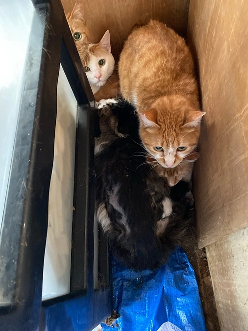 オホーツクでも多頭飼育崩壊案件！