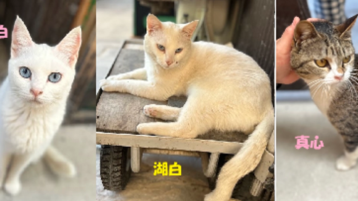 続々　ヘルプ依頼！