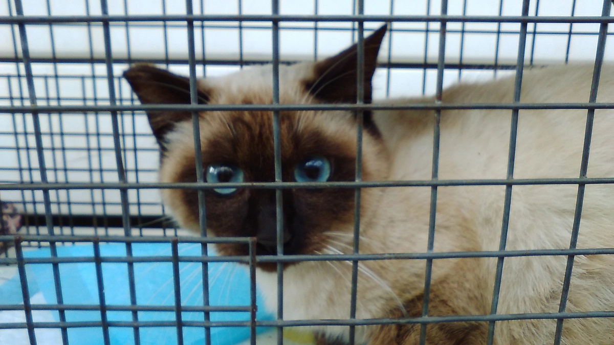 TNR。手術無事済みました。