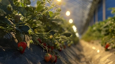 設備投資で何十年先も続く農家を目指す！ のトップ画像