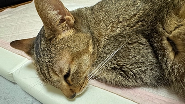 吐いて衰弱していくトラちゃんを救いたい。命を繋ぐ支援をお願いします のトップ画像