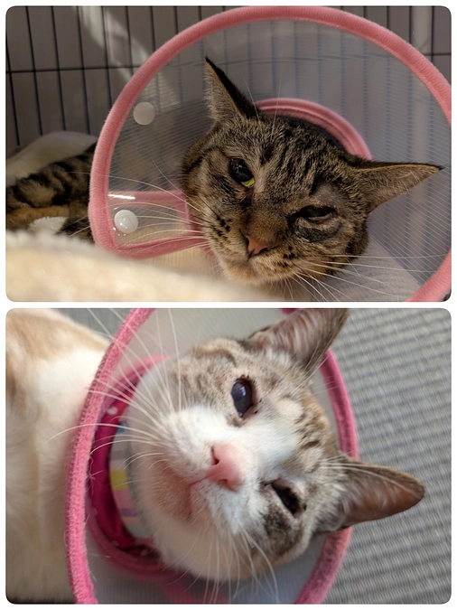 ［こももちゃん］瞼癒着手術、［あおいちゃん］の経過