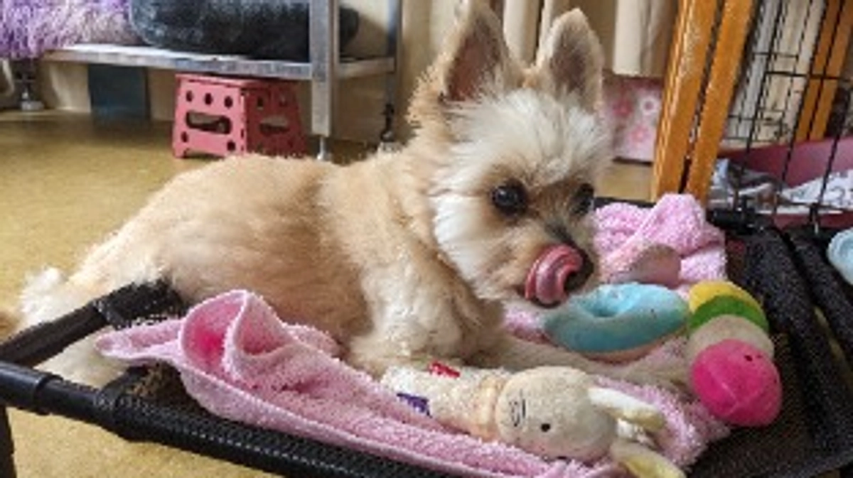 シェルターの近況