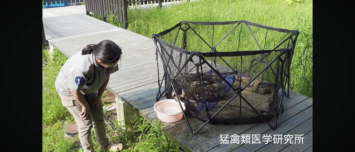 オジロワシの“ちとせちゃん”、今日は顔だけの水浴び