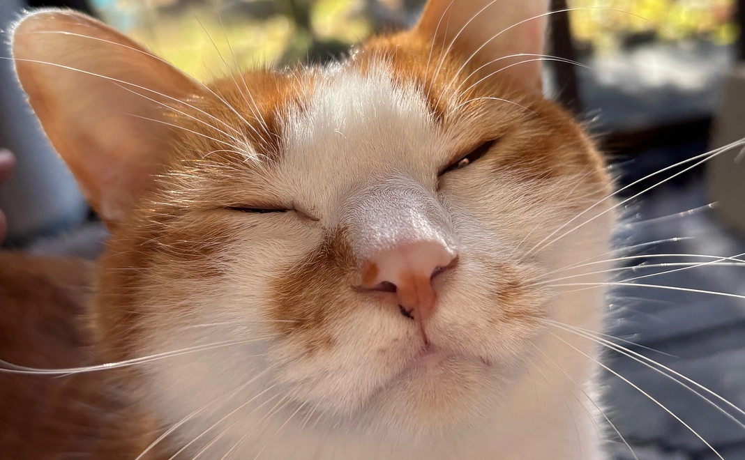 リターン不要の方向けに