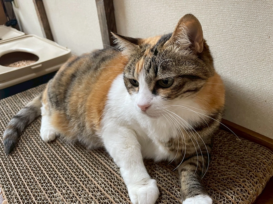 【6月活動報告】ラムちゃんに腫瘍が…