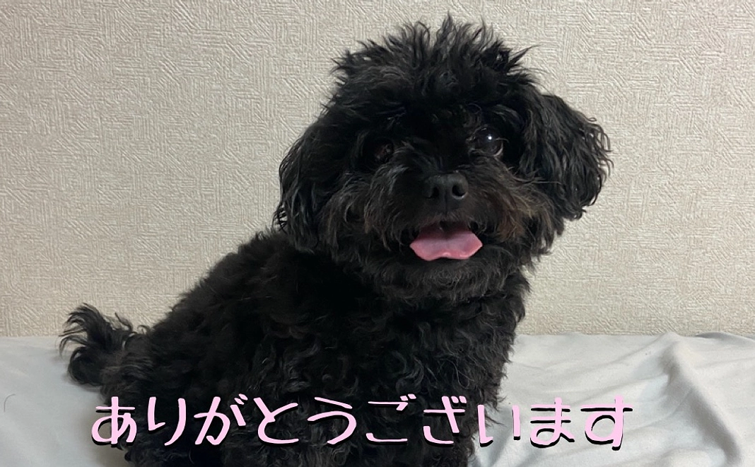 ピニョンへのご支援ありがとうございます1