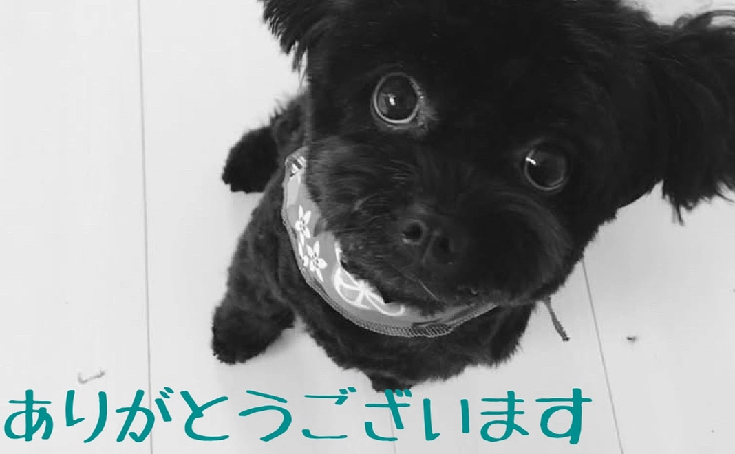 ピニョンへのご支援ありがとうございます2