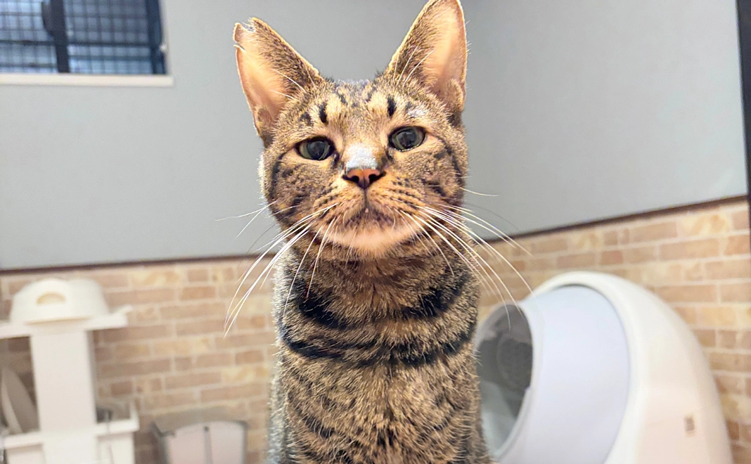 【膝のり営業成績１位なっくん】応援ありがとうコース