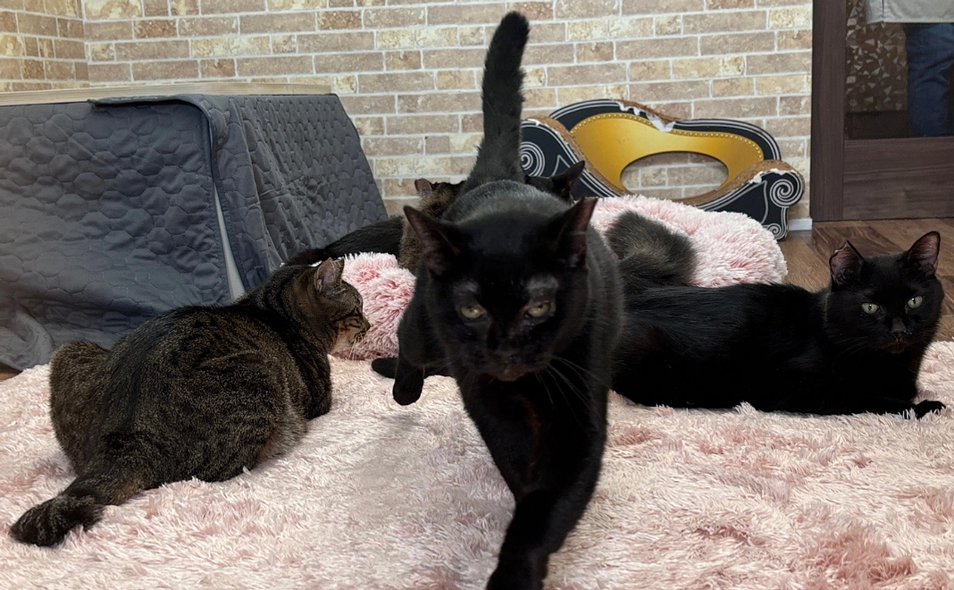 【名誉営業部長くーちゃん】応援ありがとうコース