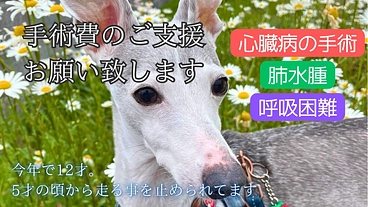 愛犬みーちゃん　心臓病「僧帽弁閉鎖不全症」手術費のご支援のお願い のトップ画像