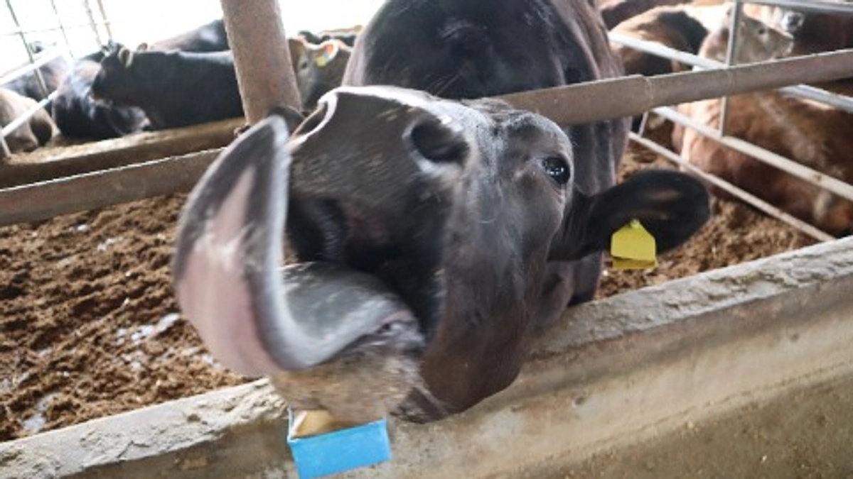 活動報告⑦｜おやつ開発の第1歩！蒜山酪農現地訪問で学んだ「命を育む現場」