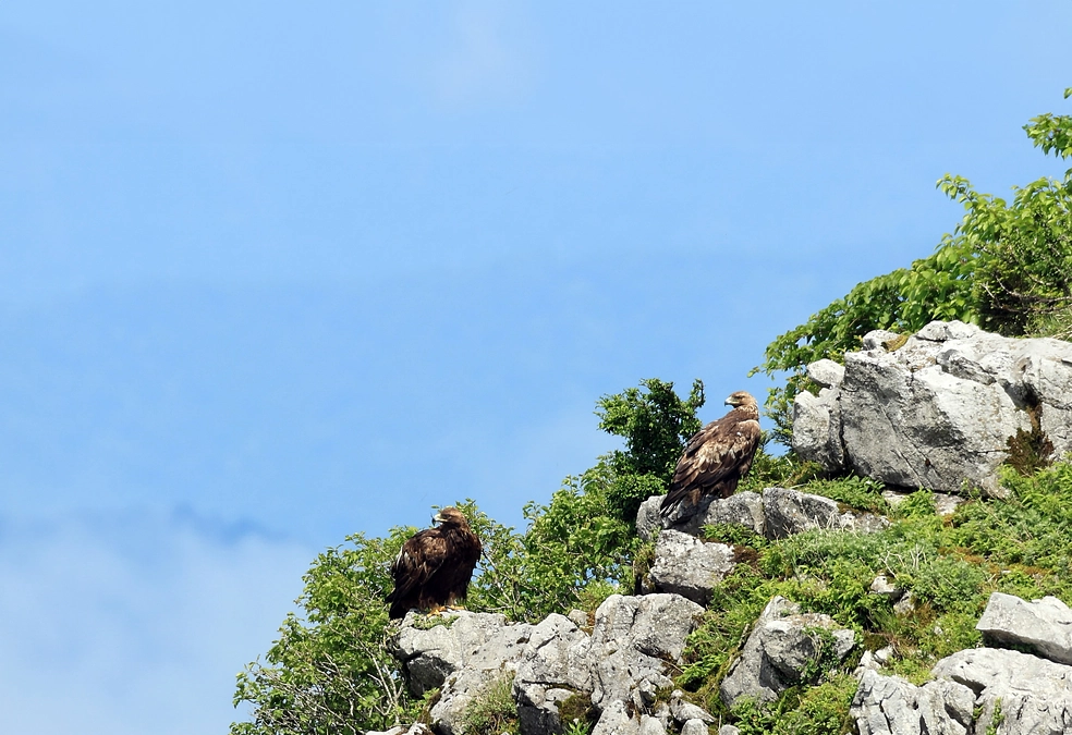 第11回伊吹山イヌワシ観察会のお知らせ