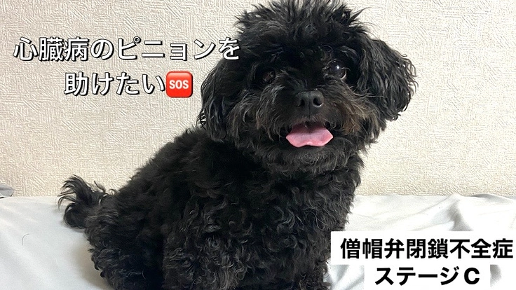 僧帽弁閉鎖不全症の愛犬ピニョンを助けたいです