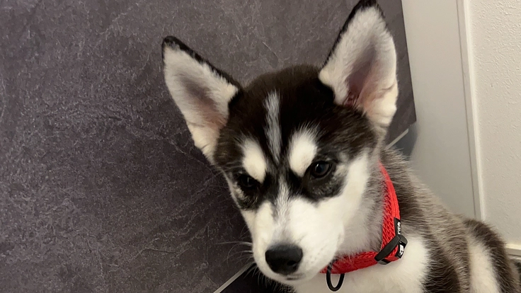 門脈体循環シャントのシベリアンハスキーを助けてください