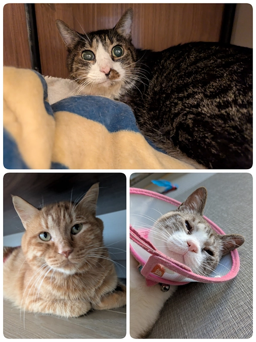 ［もなか君］の難治性口内炎と2匹の予防接種