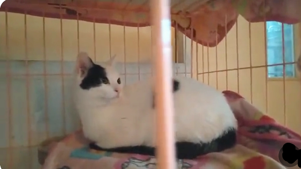 多頭飼育崩壊から救出