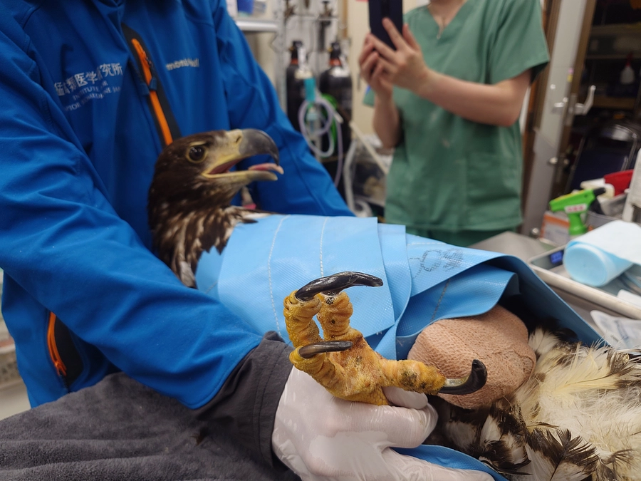 ちとせちゃんの足爪を整形しました