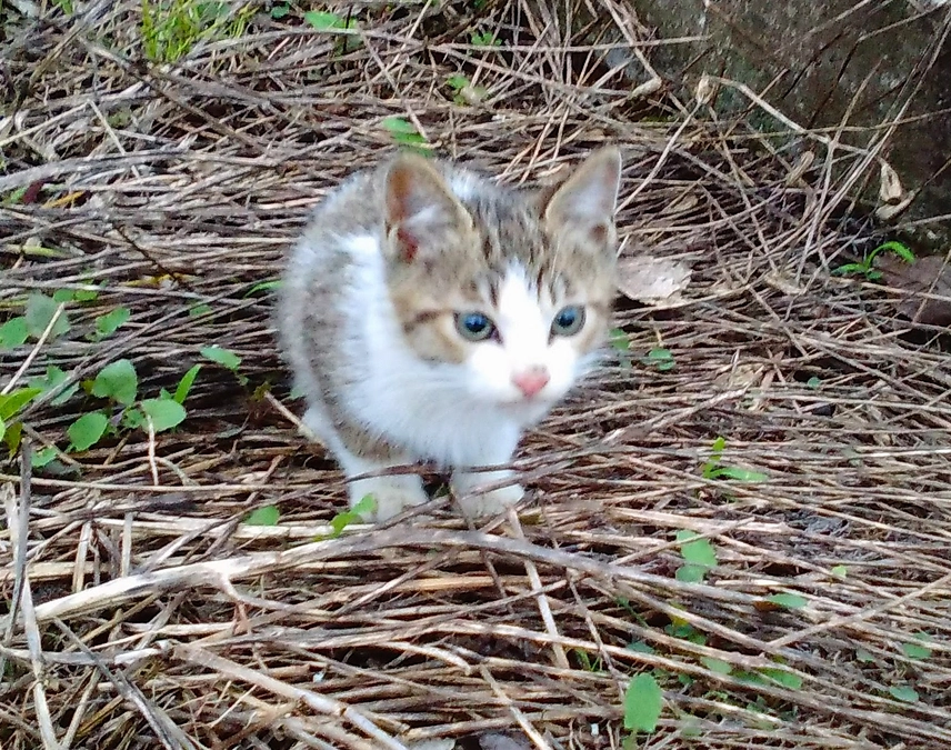 シェルターでお見合い