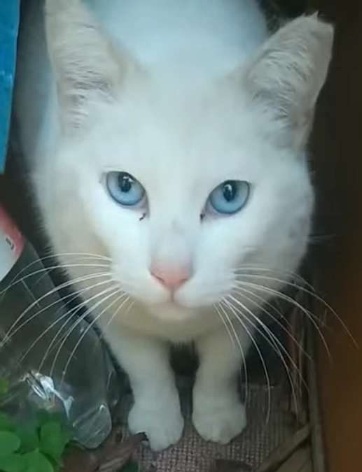 地域猫の白猫さん