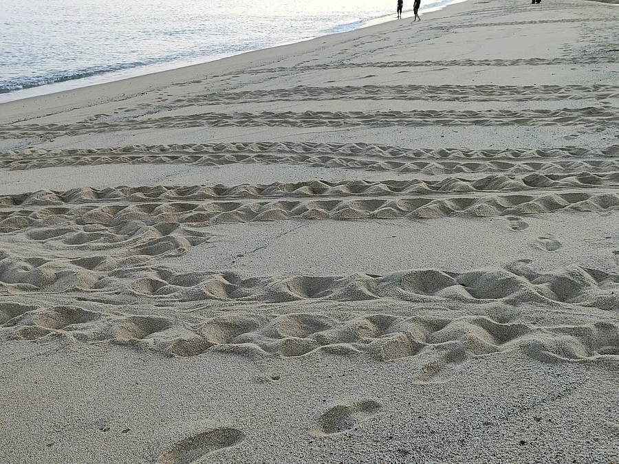 砂浜の足跡調査