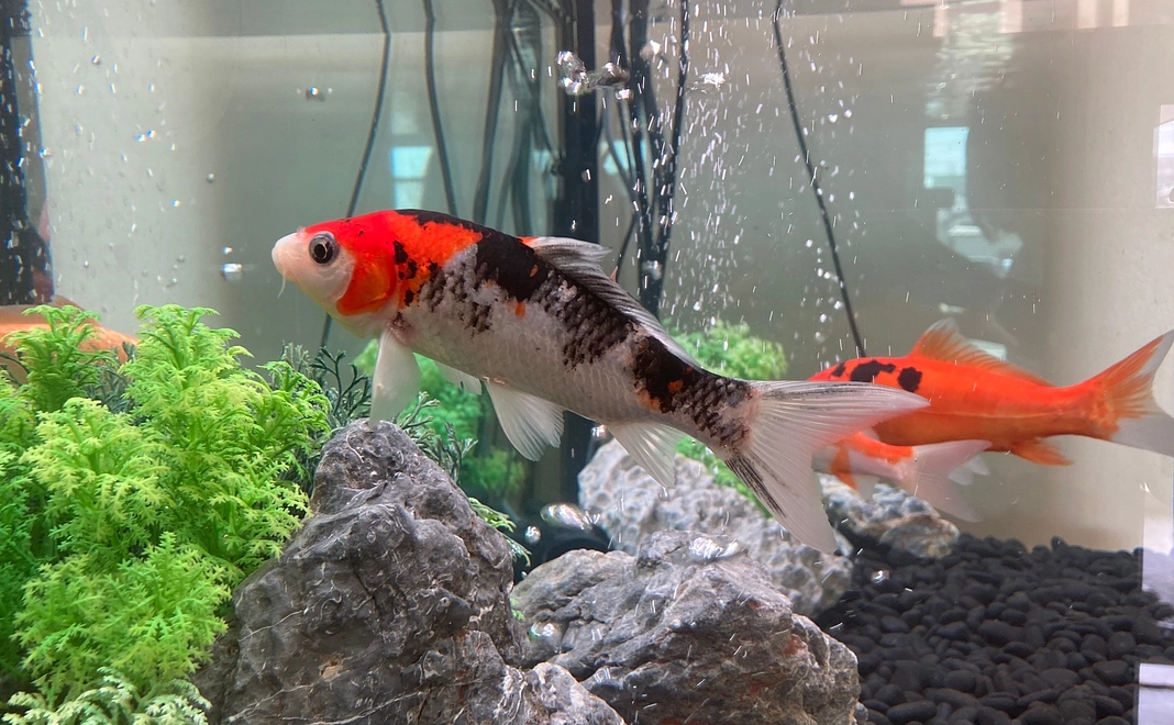 【感謝のメールを送付】3,000円