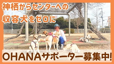 神栖からセンターへの収容犬をゼロに｜OHANAサポーター募集中！ のトップ画像