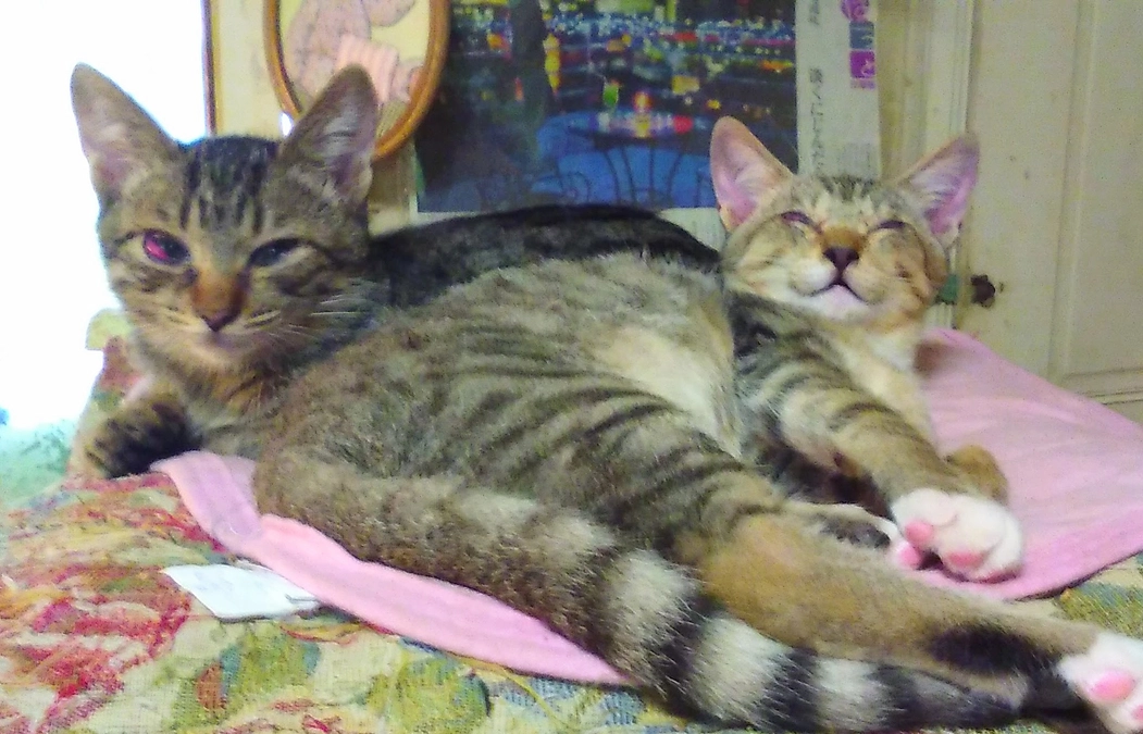 保護猫シェルターの夏対策