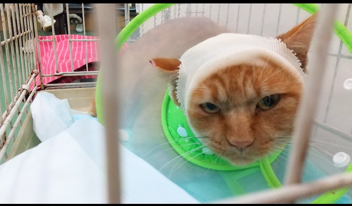 クラウドファンディング第一目標額達成‼️