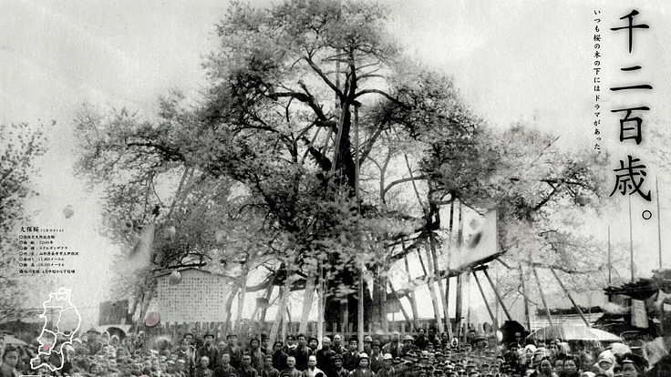 樹齢１２００年を超える「伊佐沢の久保ザクラ」を未来へ繋ぐために