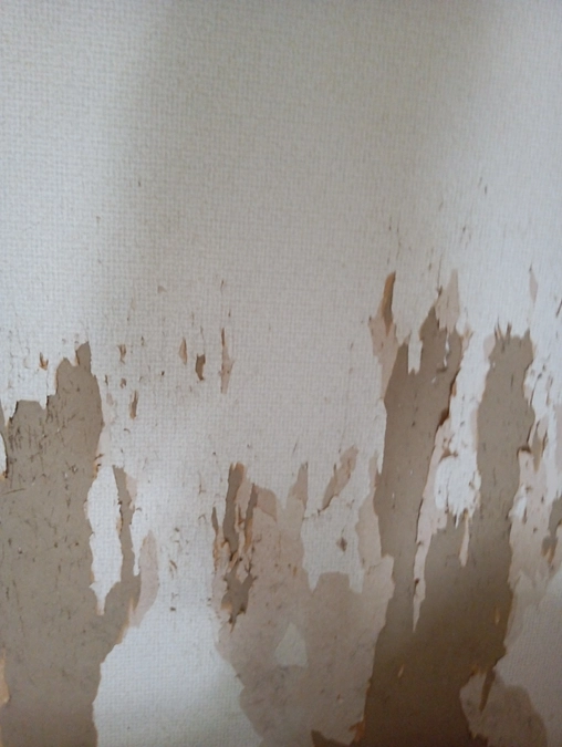 築年数が古い保護猫シェルターのメンテナンス