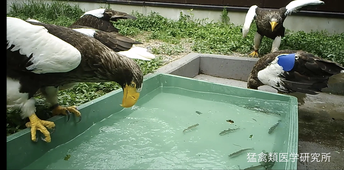 終生飼育中のオオワシに活魚を給餌