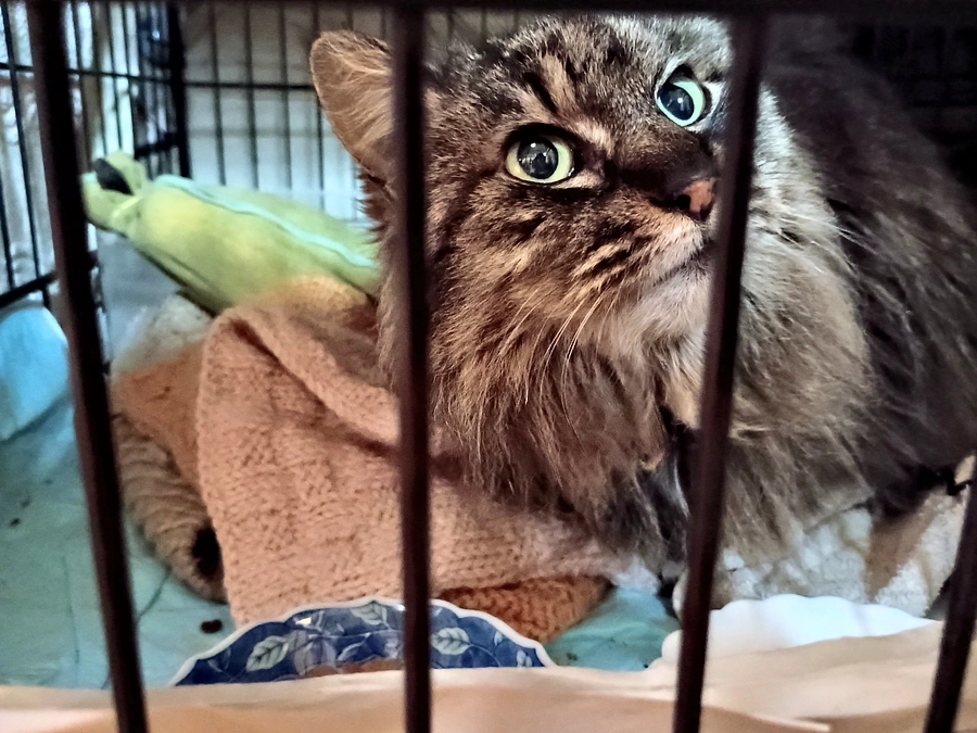 ネクストゴールの変更について